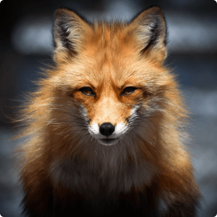 HELP WITH PEST ANIMALS - Green Adelaide