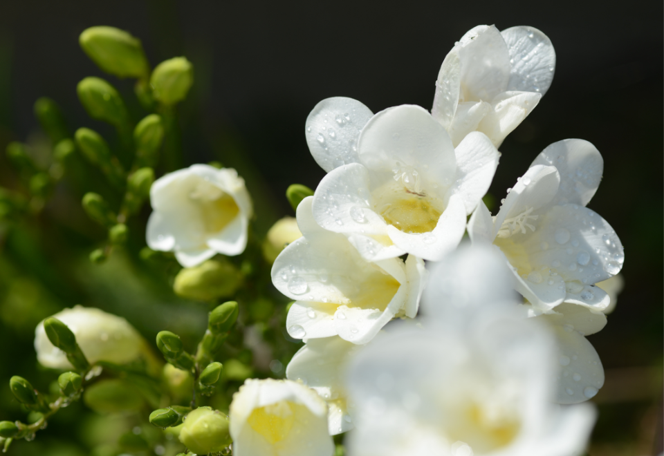 Image of freesia flower, bright white with yellow inners