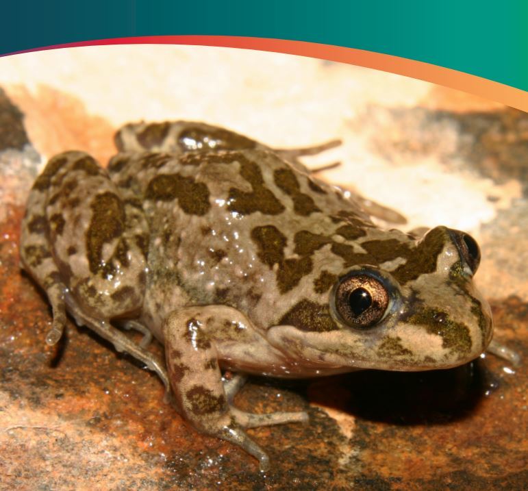 Frogs teacher information pack - Green Adelaide