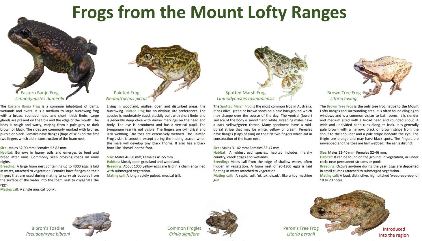 Frogs identification chart - Green Adelaide