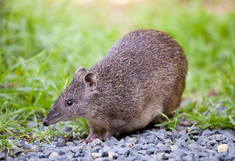 $1M grassroots funding awarded including to support injured wildlife - Green Adelaide