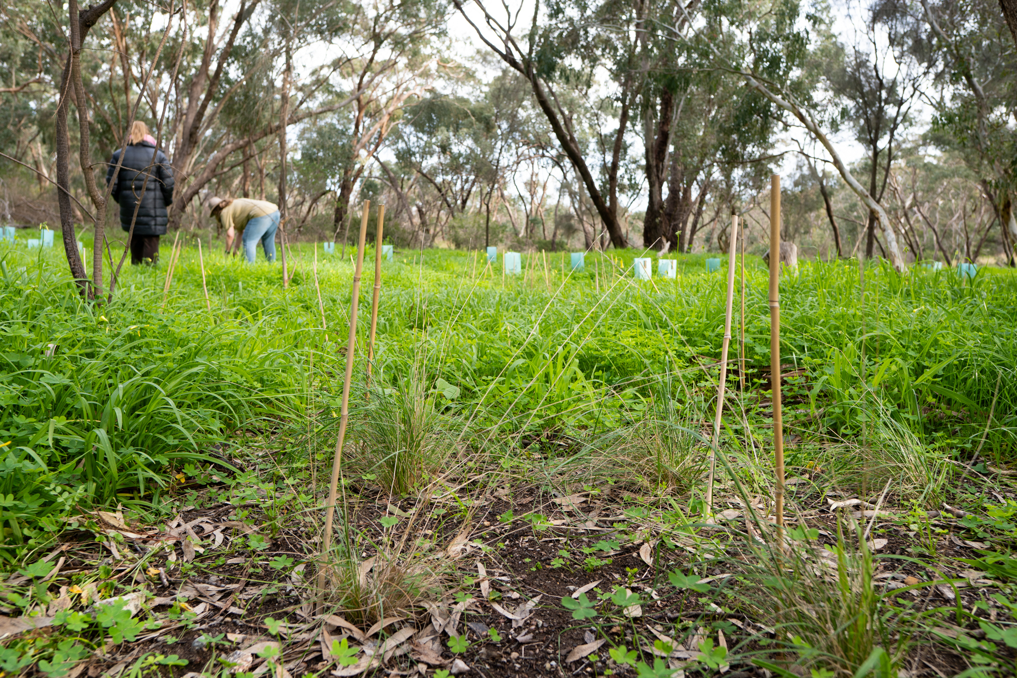 Two people in a lush, green reserve with new plantings.