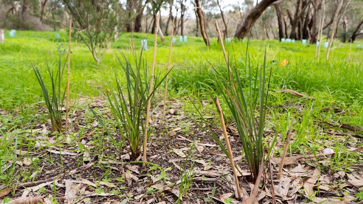 Plants next to bamboo stakes in an Adelaide reserve.