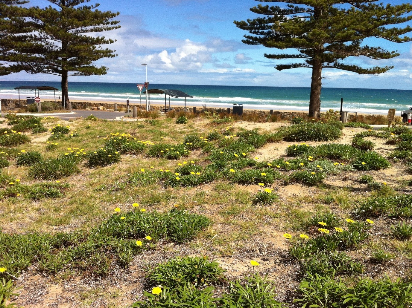 Lots of weedy gazanias along a coastline with the sea in the background