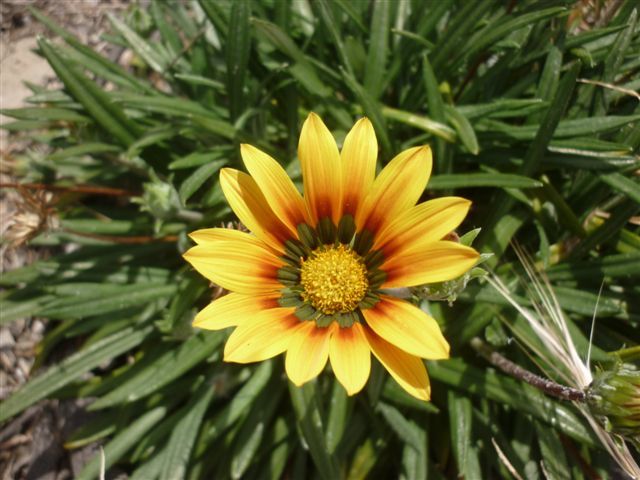 Close up of a gazania-photo Caro Taylor