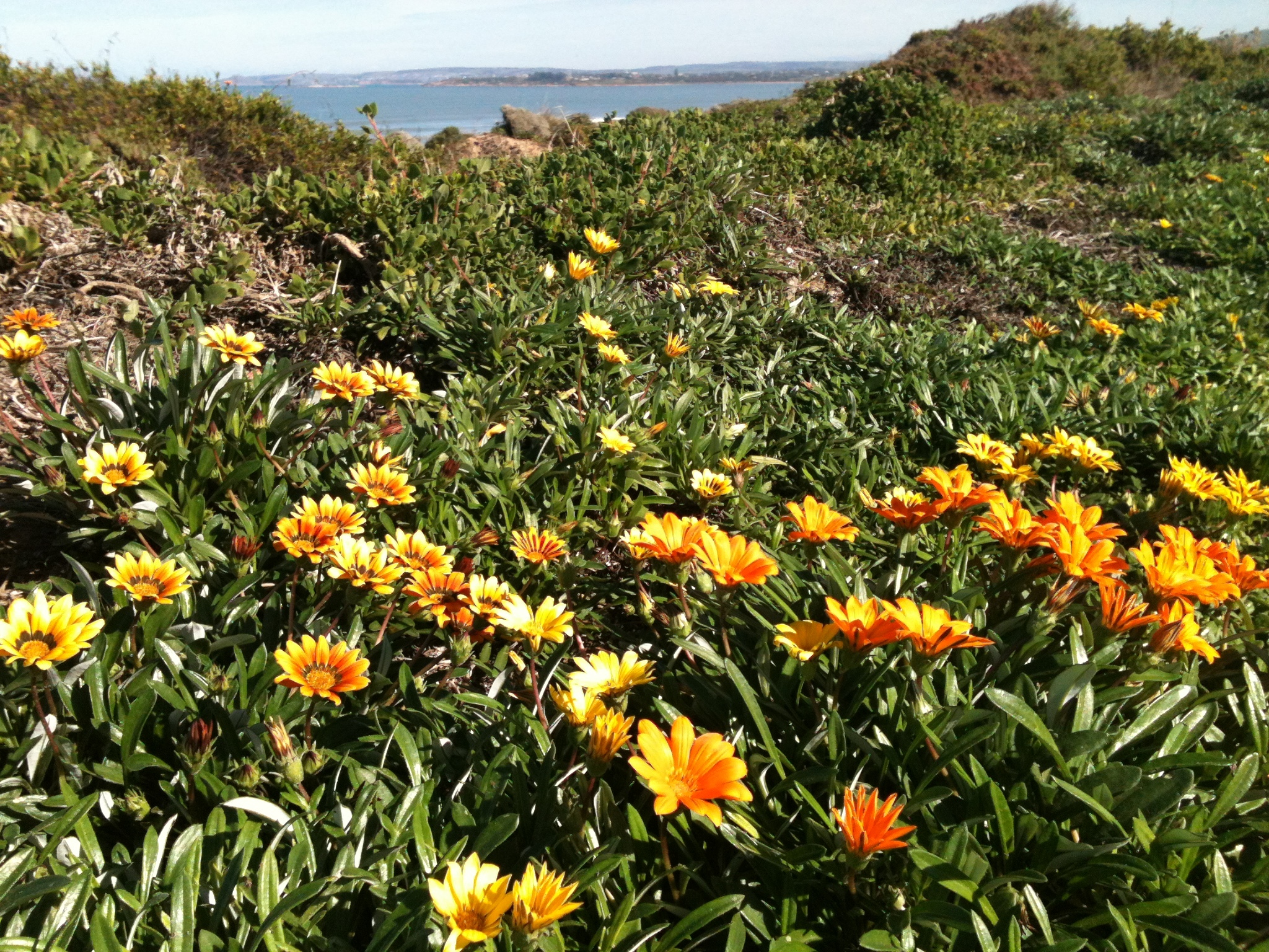 Gazanias taking over the landscape-photo Caro Taylor