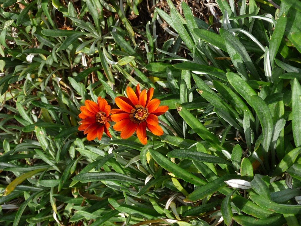 Gazania rigens flowers and plant-photo Corey Jackson