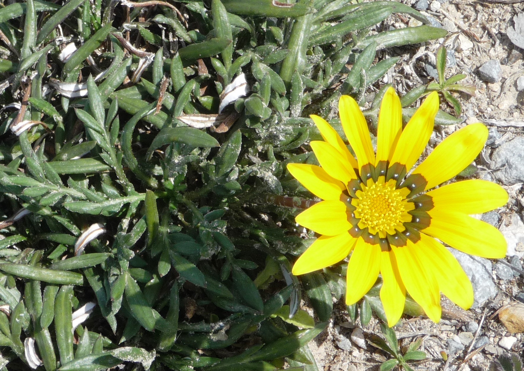 A yellow gazania flower.