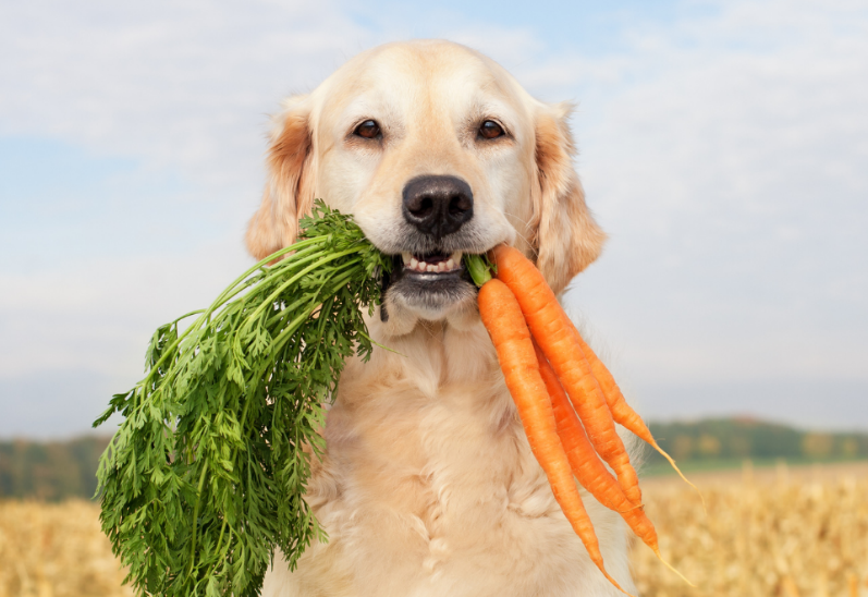 Golden retriever dog holding a bunch of carrots in its mouth