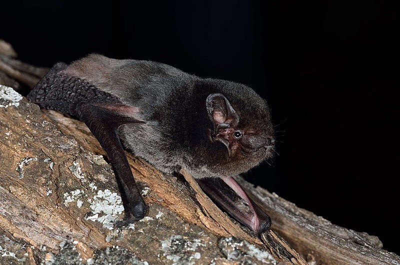 A Gould’s wattled bat looking off camera, sitting on a tree trunk.