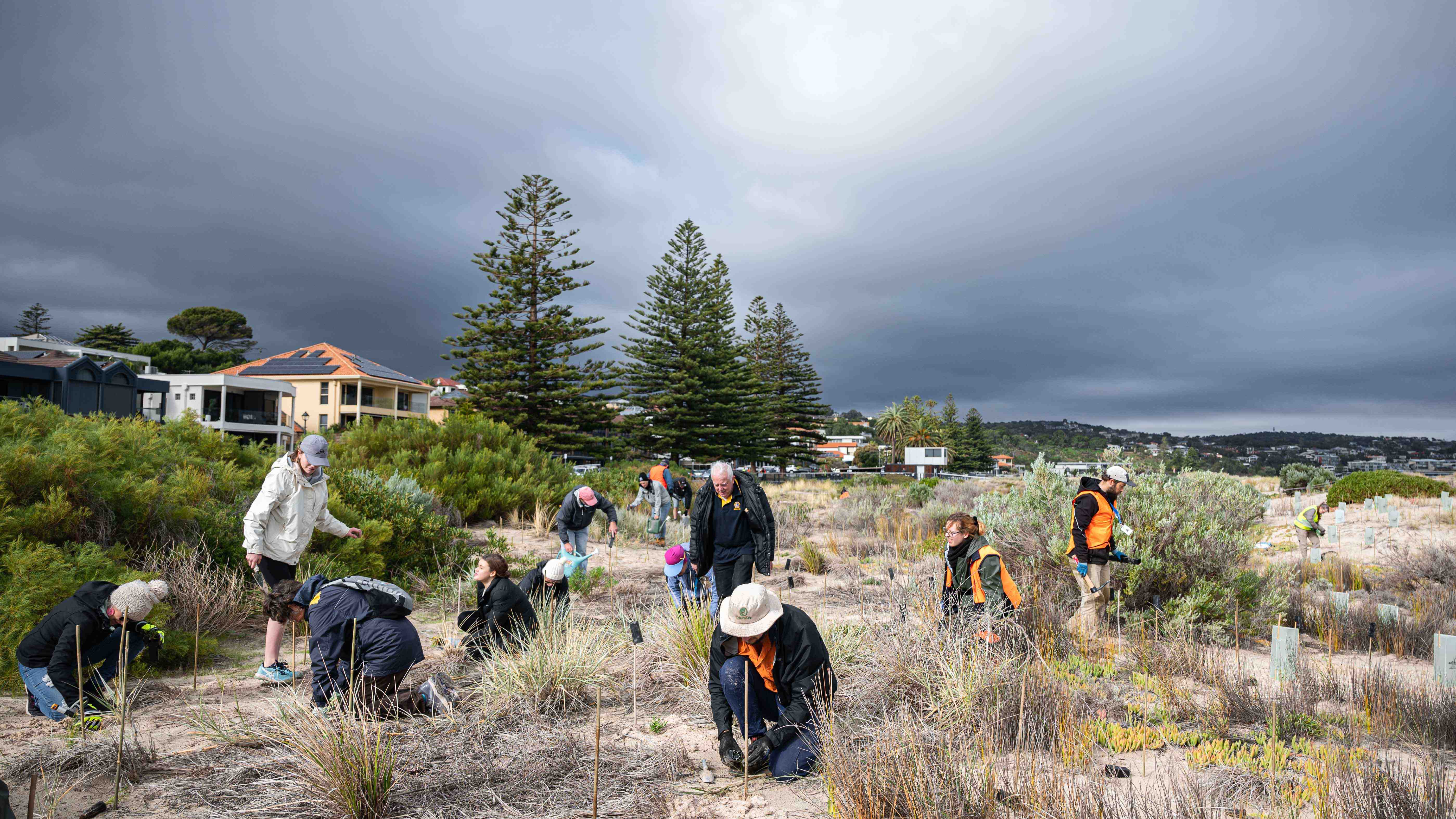 People in sand dunes planting natives.VOlunteers wear orange vests, hats. Stakes and planting equipment can be seen,