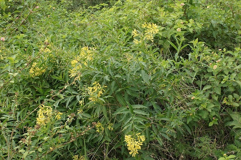 Green cestrum, a green weed with yellow flowers, growing wildly