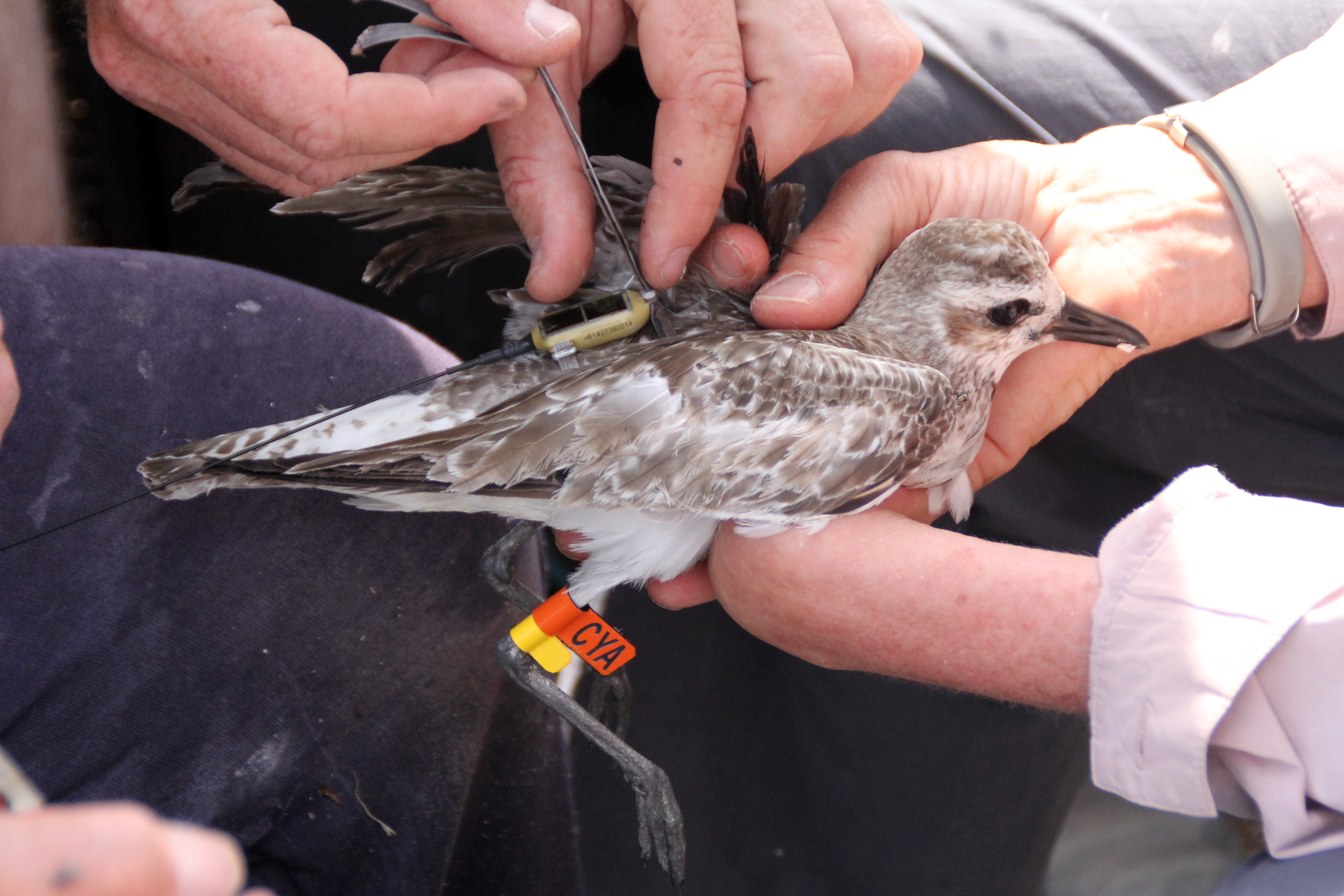 grey plover CYA having a transmitter attached-Tony Flaherty