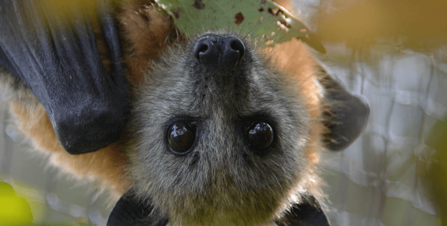 flying fox face