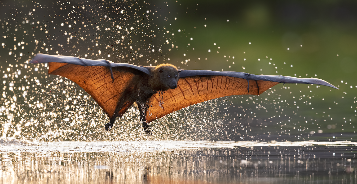 australian flying fox size