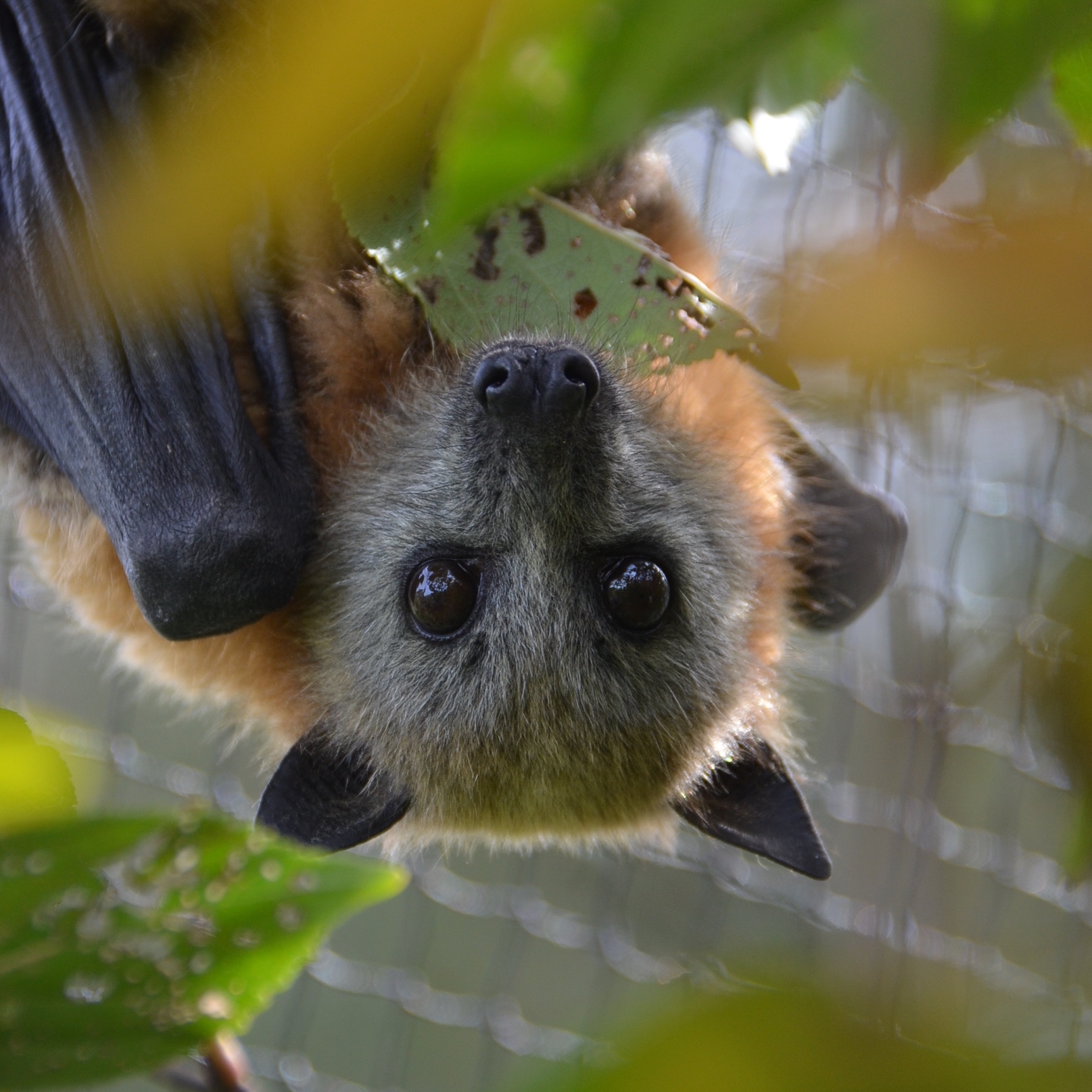 Learn about Adelaide's flying-fox population - Green Adelaide