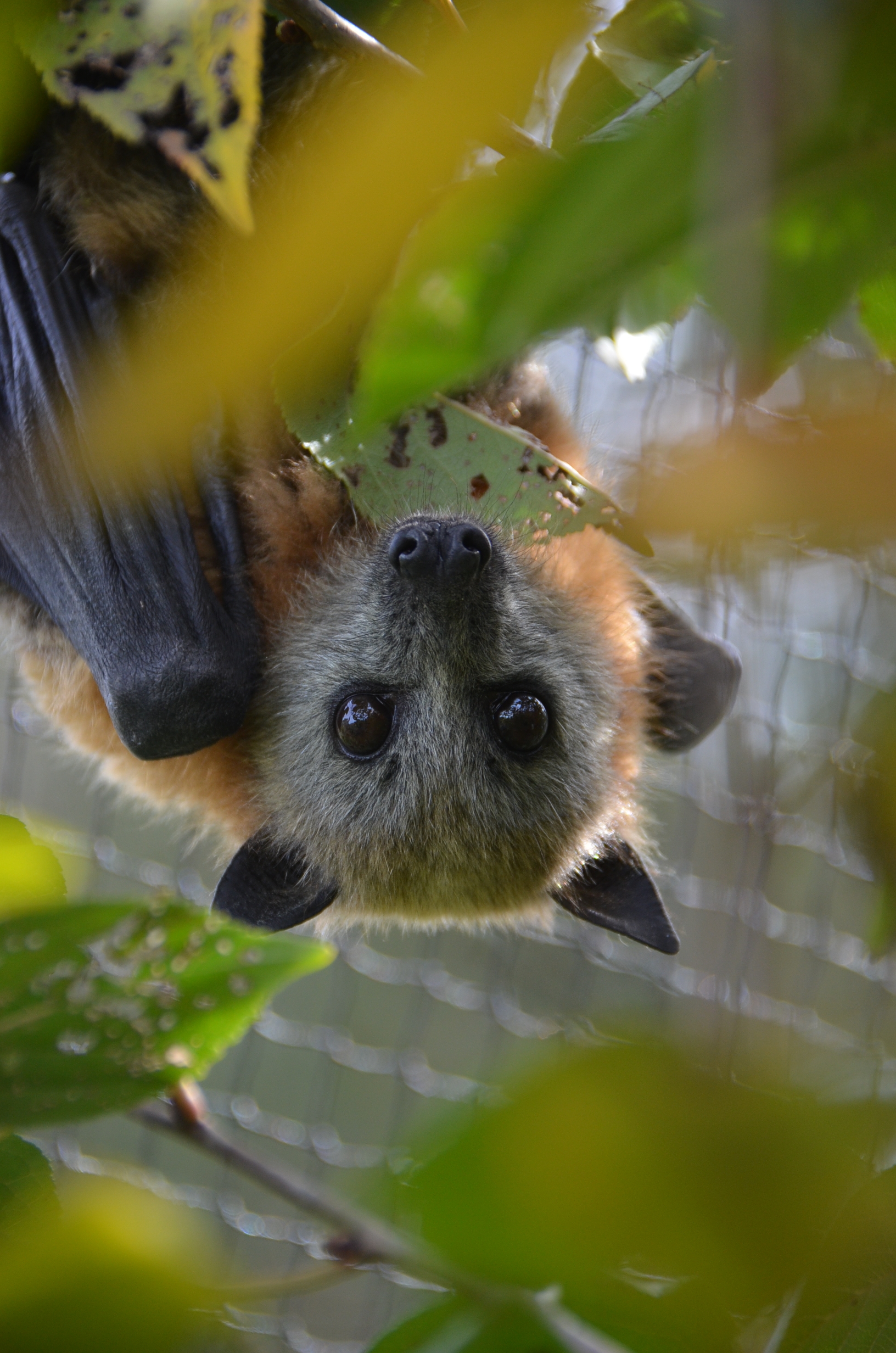 Grey-headed flying foxes - Green Adelaide