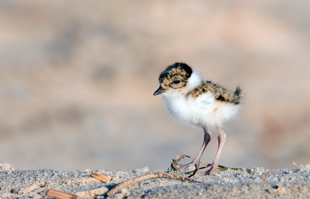 A hooded plover chick standing on the beach.