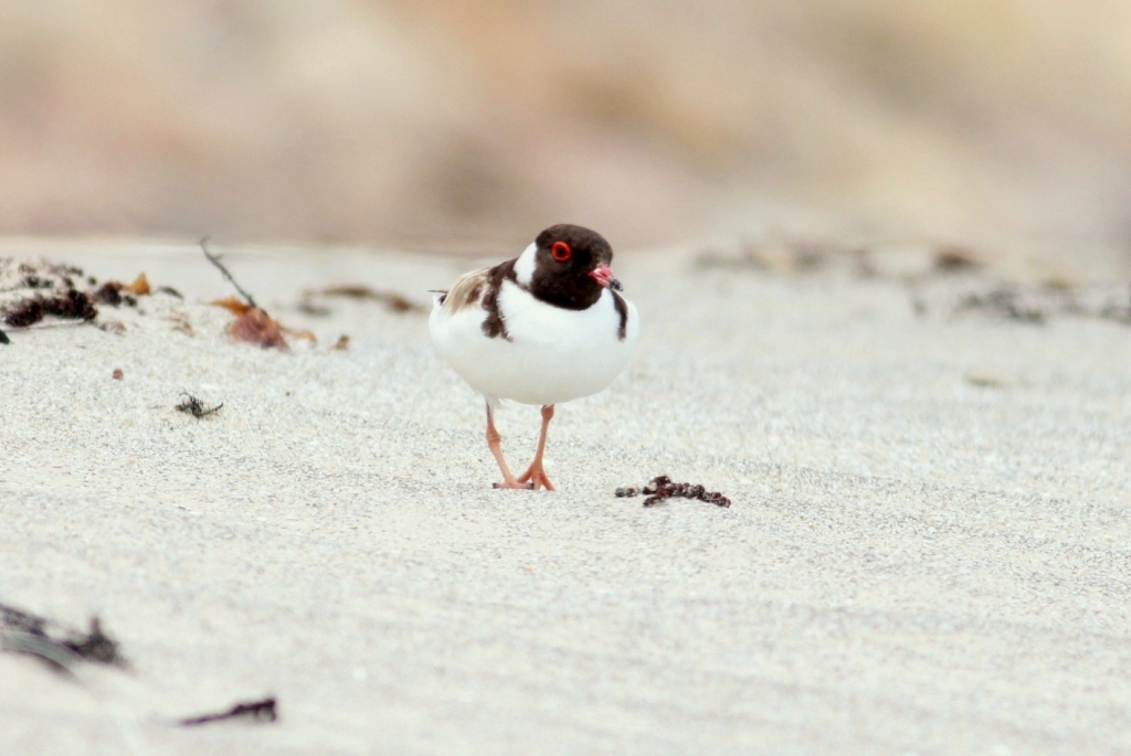 hooded plover facing forward-Martin Stokes