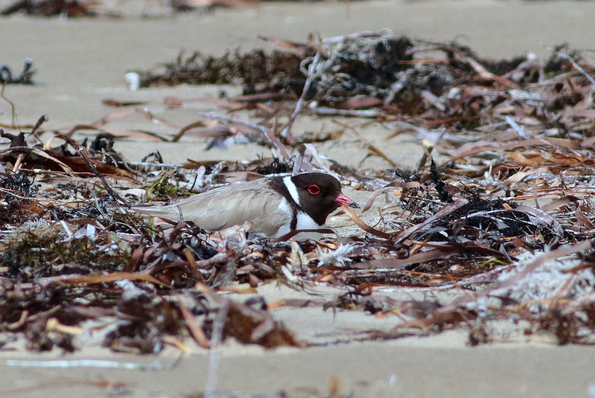 A hooded plover nesting on the beach. Photo: Martin Stokes