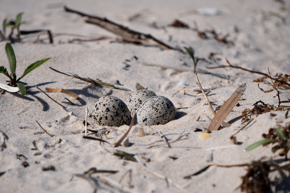 A hooded plover nest with three eggs on a sandy beach.
