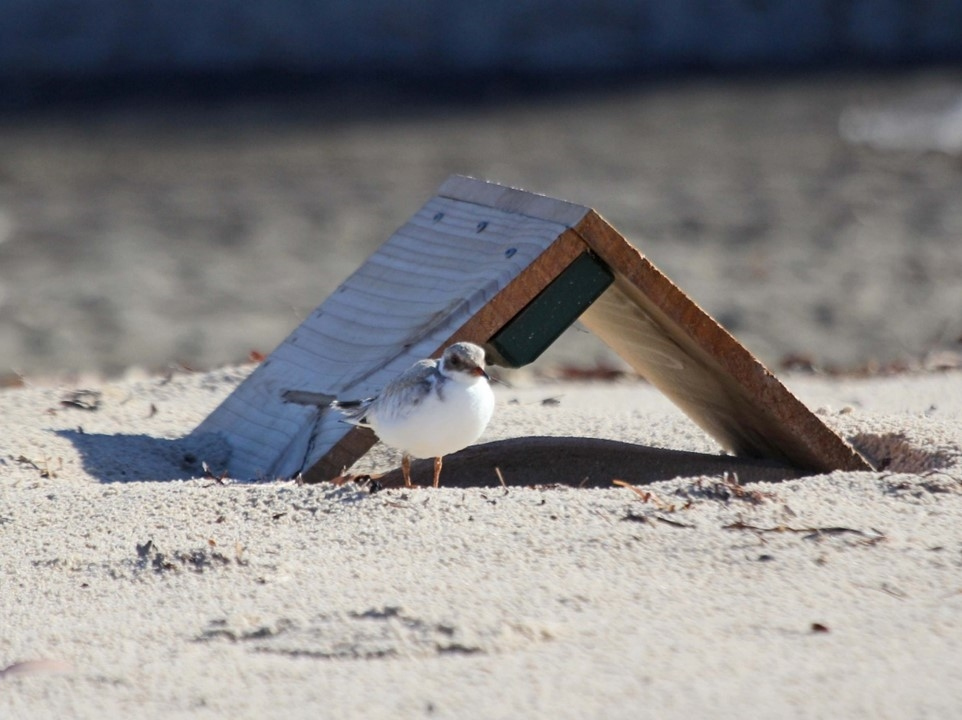A juvenile hooded plover standing in front of a chick shelter.