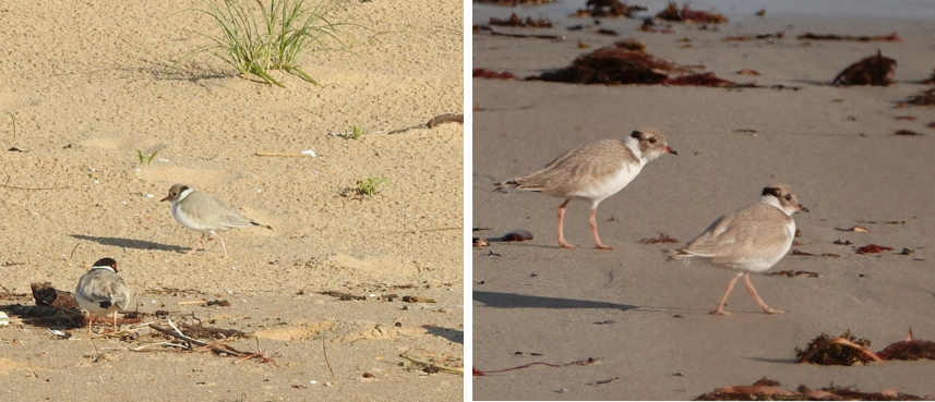 Hooded plover fledglings at Watson's Gap and Victor Harbor