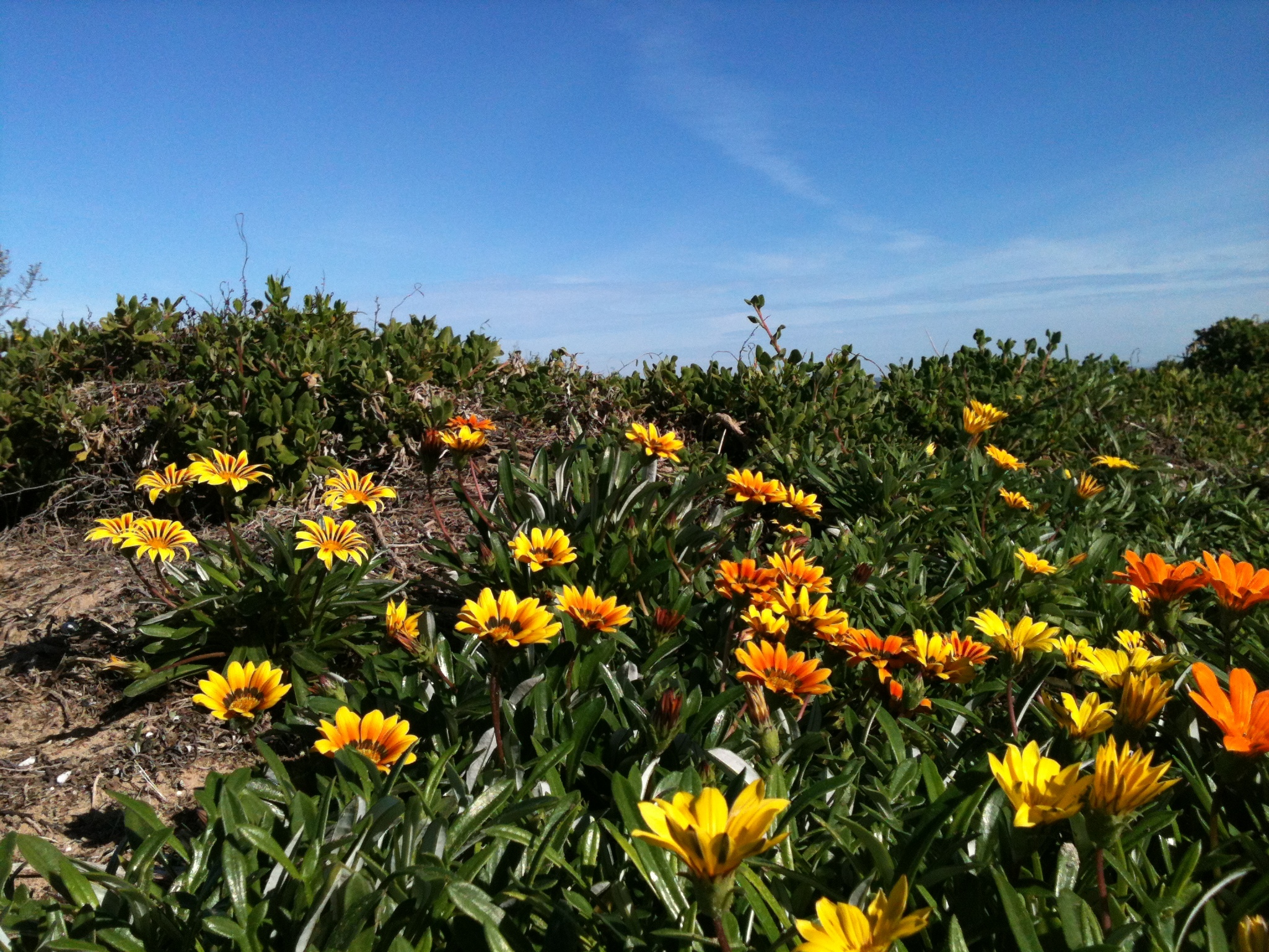 Gazanias taking over the environment