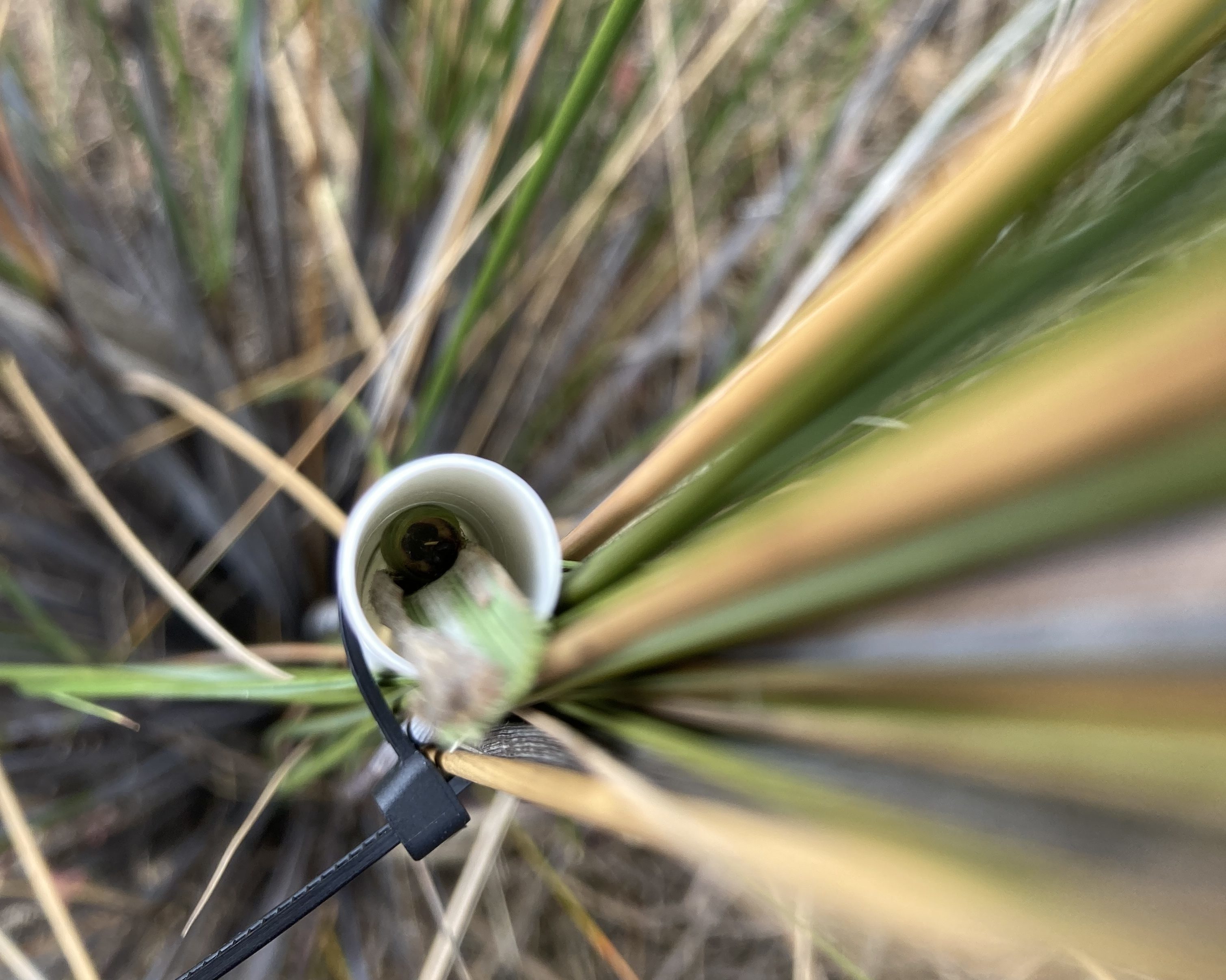 Yellowish sedge skipper inside of artificial home