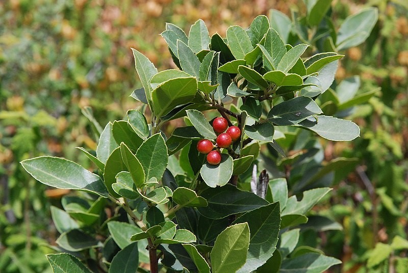 Close up of red berries on an Italian buckthorn green shrub