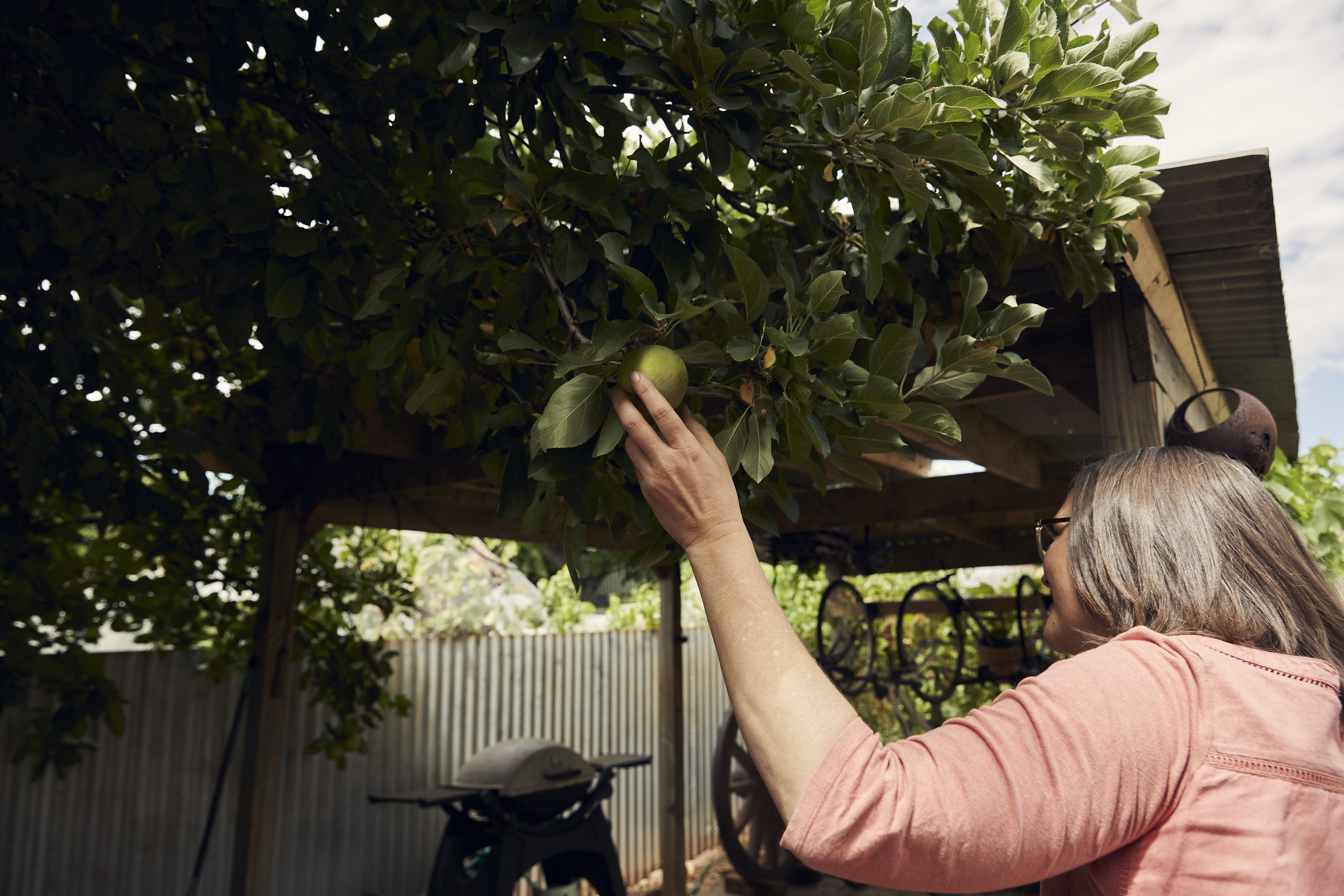 Person picking apples