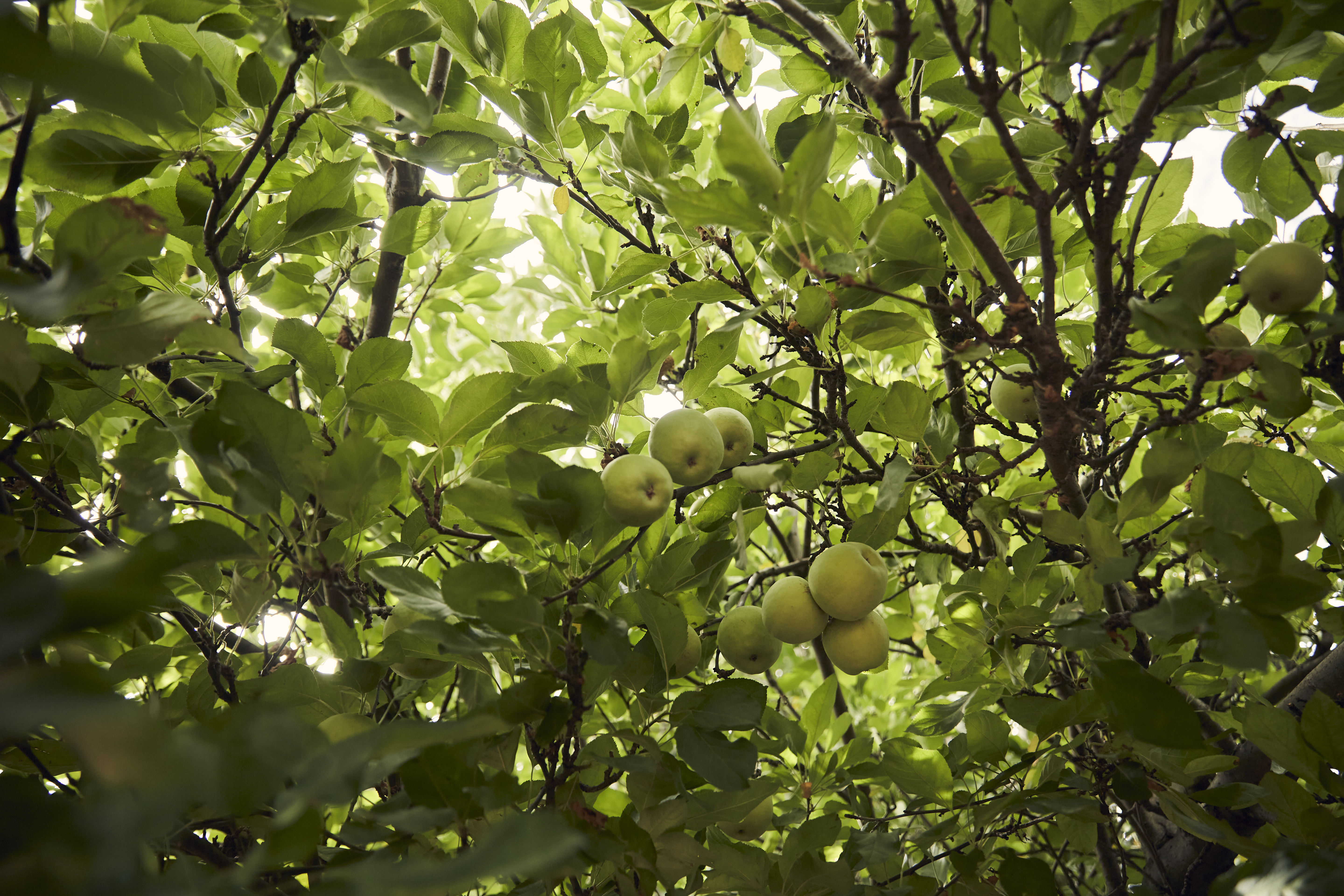 Adelaide apple tree