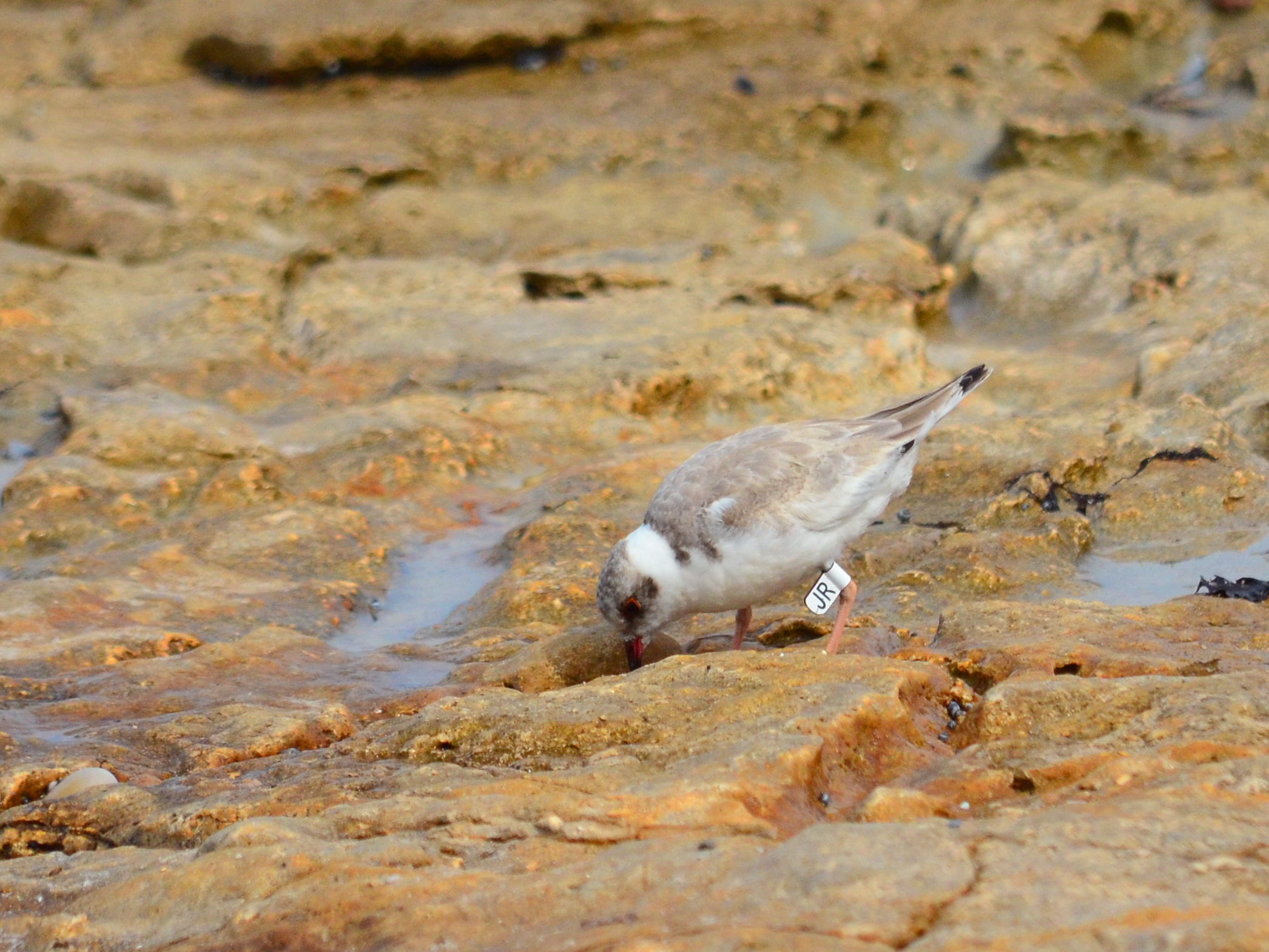 Juvenile hooded plover JR-John Cobb