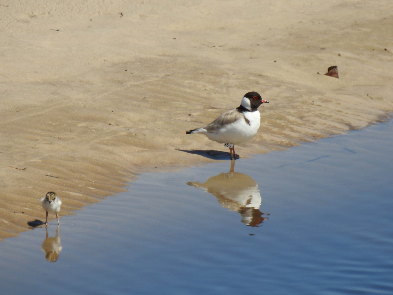 Hooded plover adult XS and chick-photo John Cobb