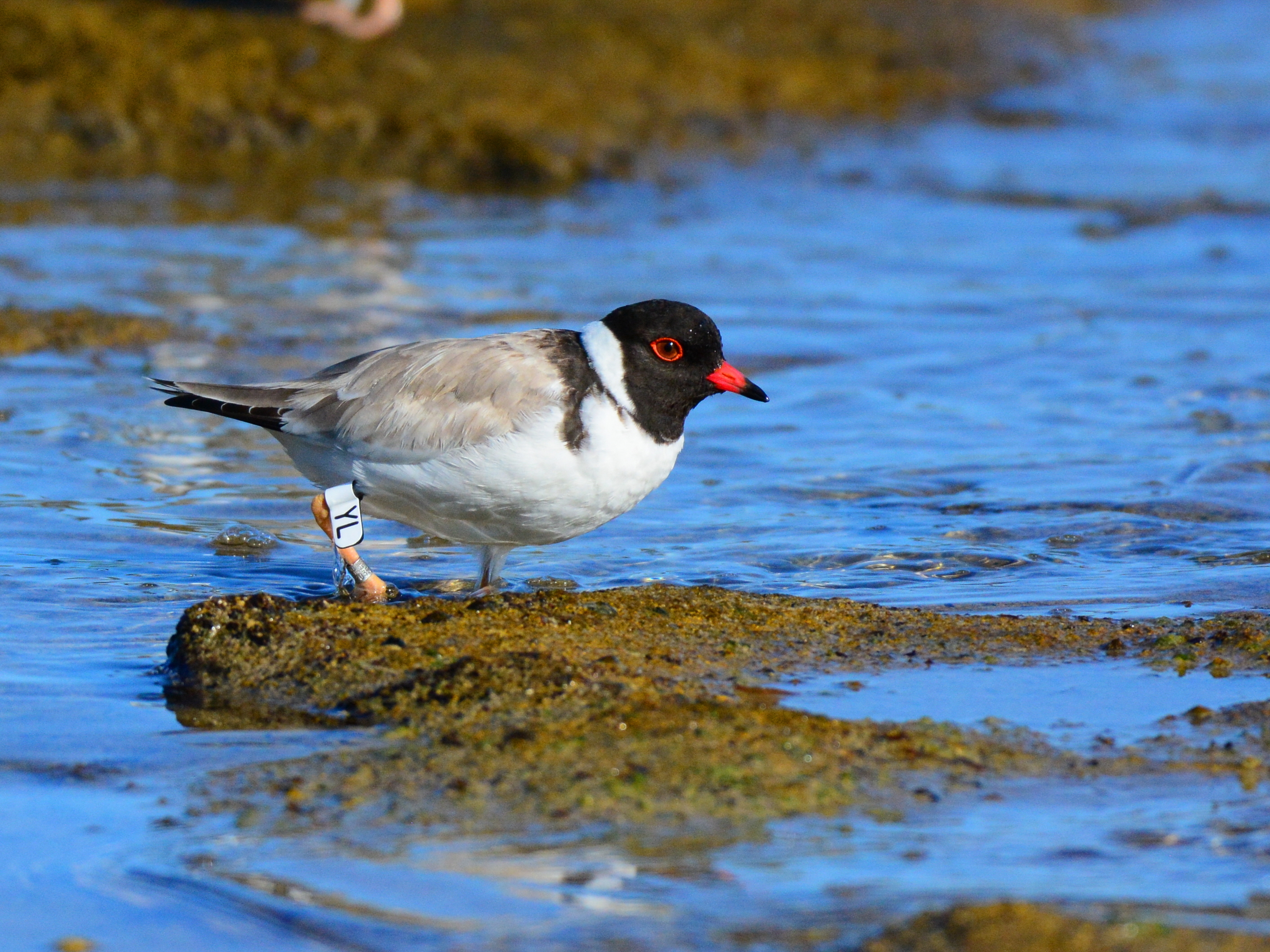 Hooded plover YL-photo John Cobb