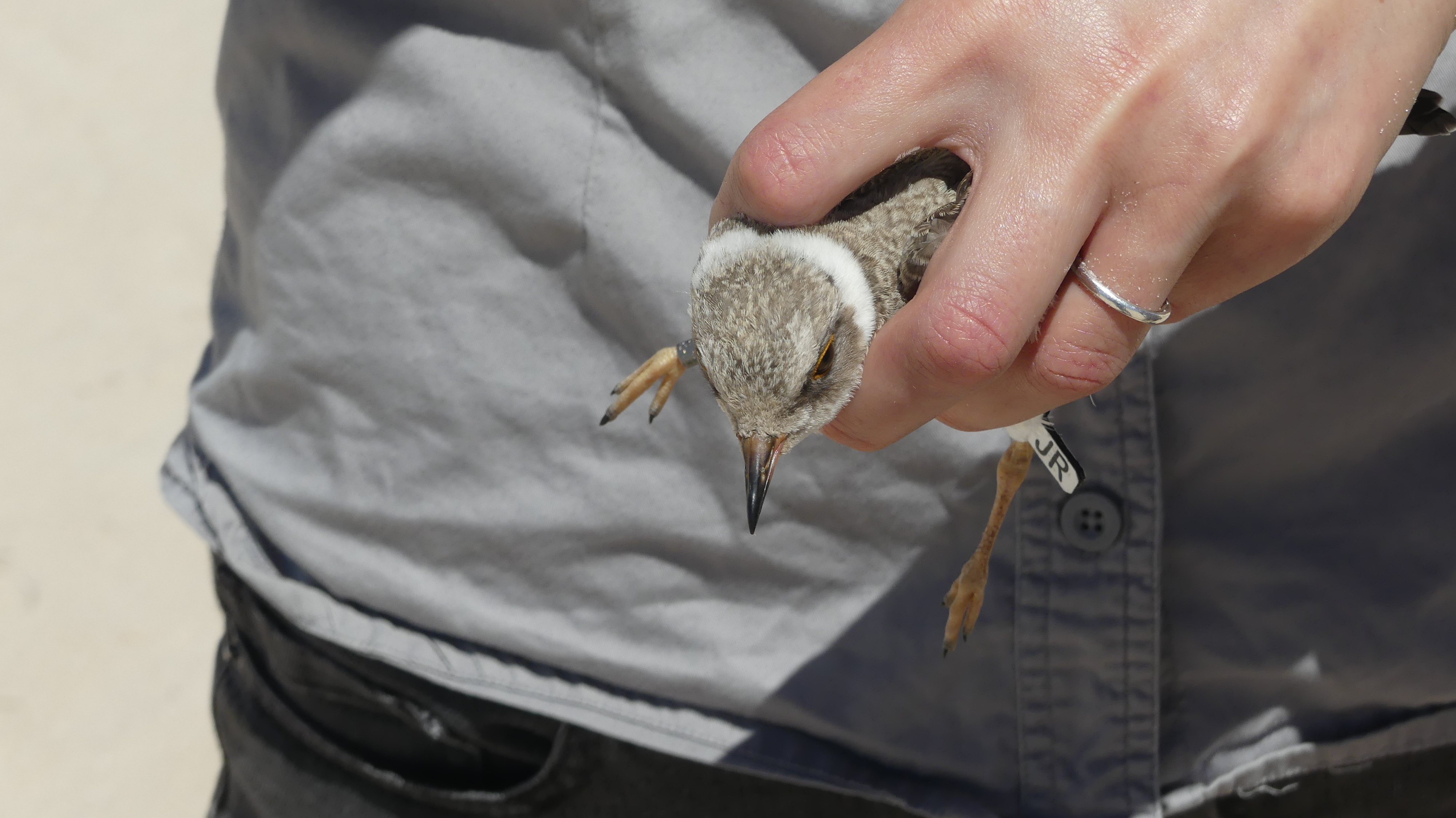 Hooded plover JR about to be released after flagging.