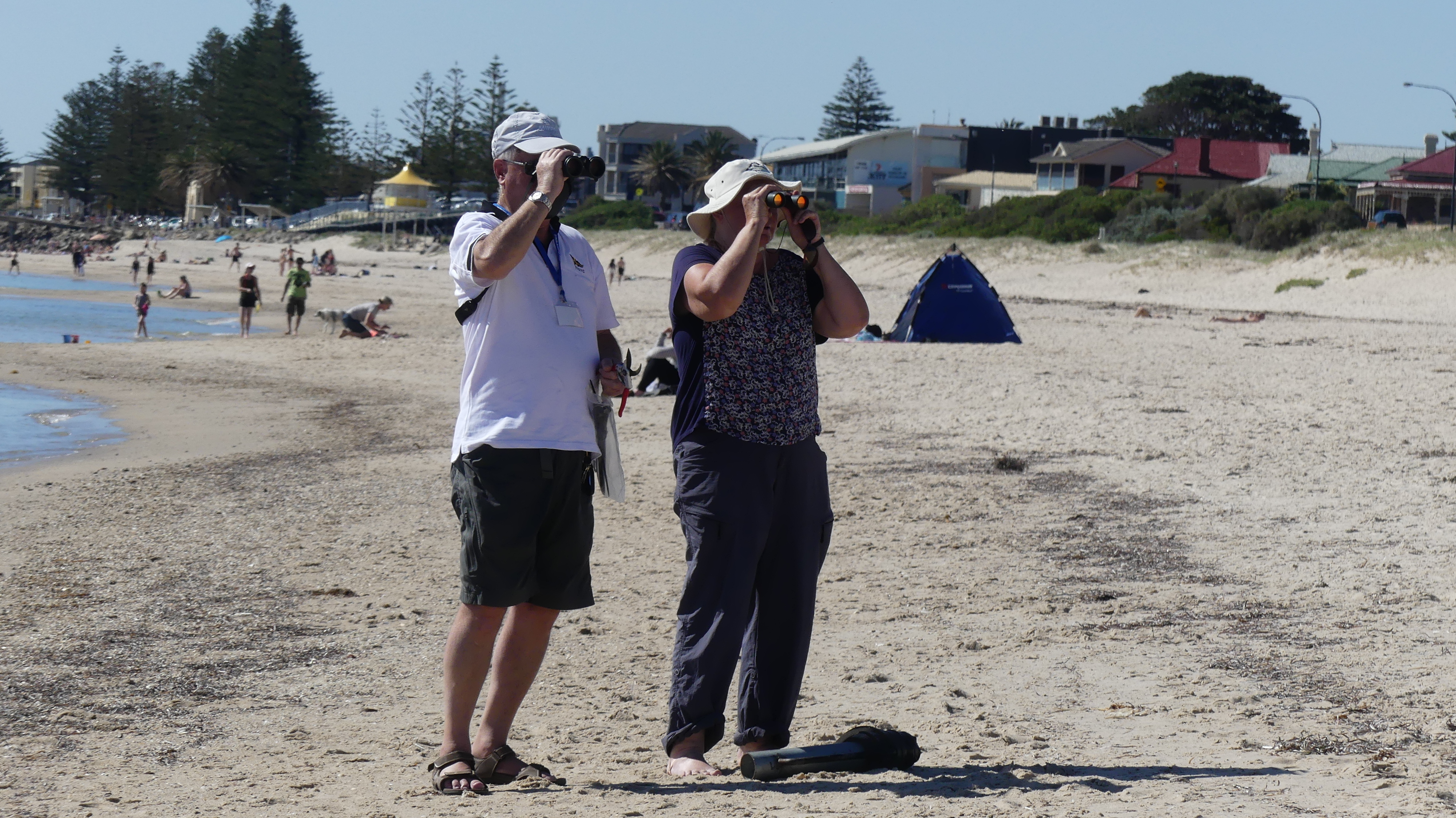 John Cobb monitoring chicks with fellow volunteer