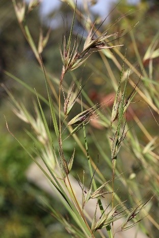 Kangaroo grass tussock