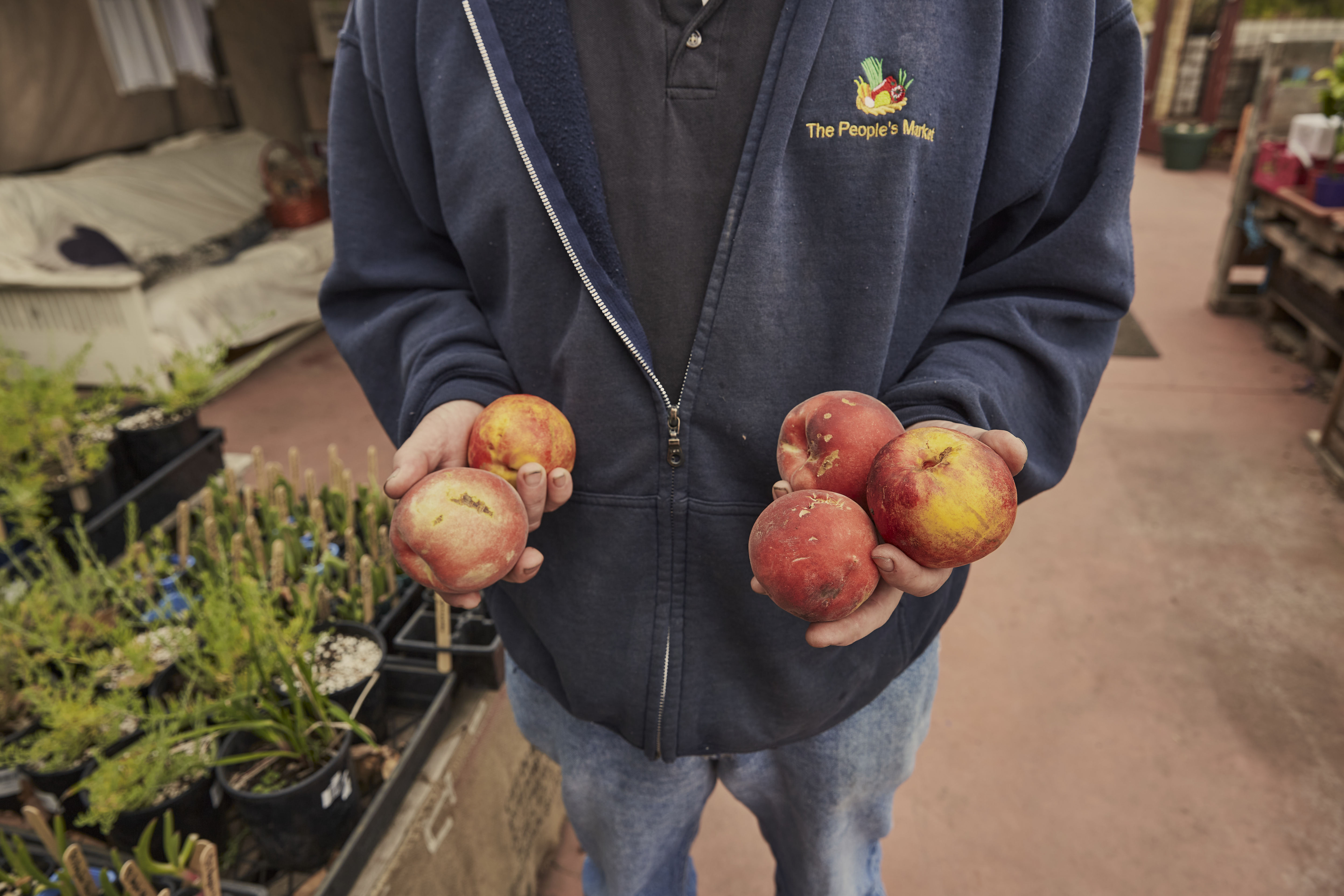 person holding peaches