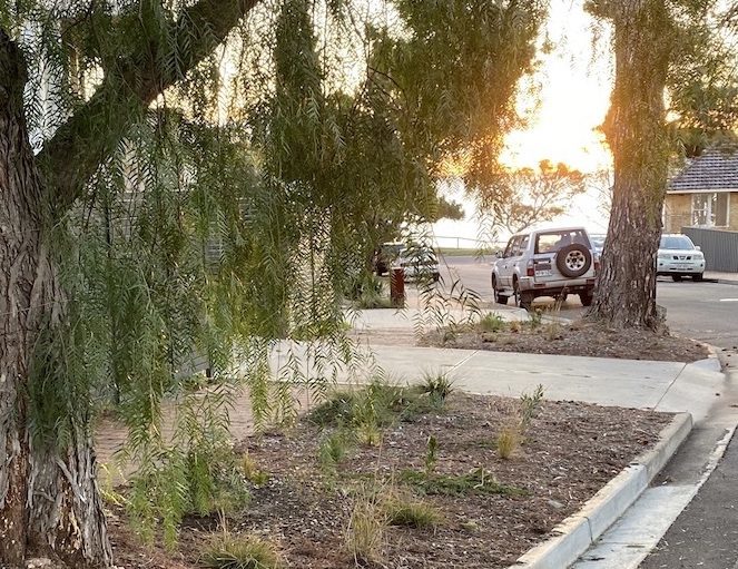 Native verges support local ecosystems and help rainwater to soak in