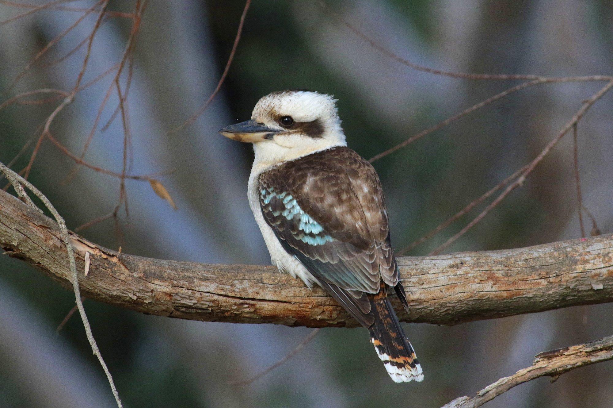 A kookaburra-credit Martin Stokes