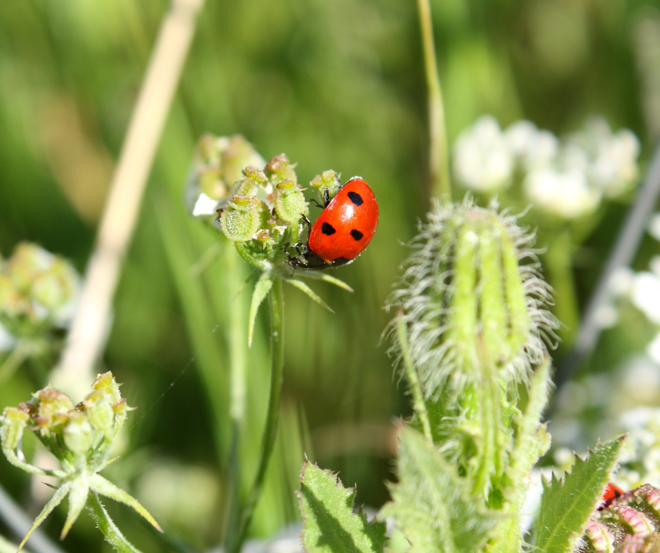 A ladybug on a plant with closed flowers.