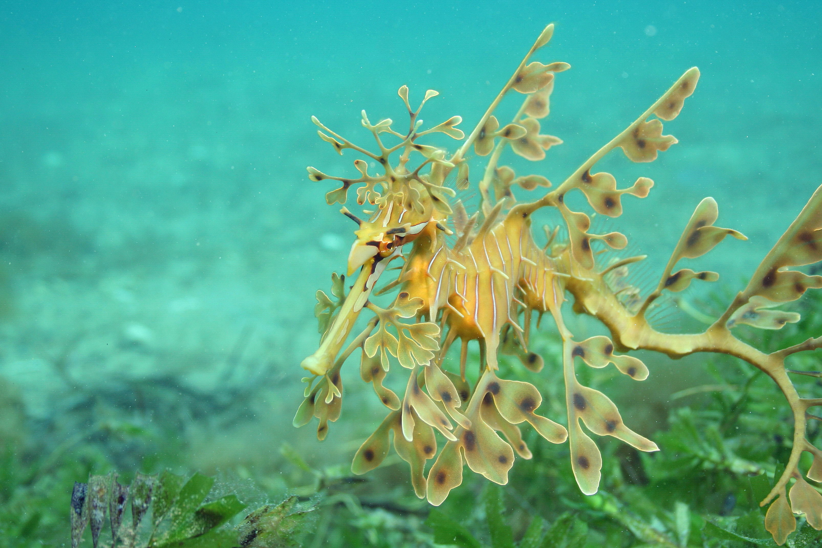 Leafy seadragon-Martin Stokes