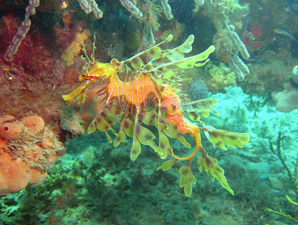 Leafy seadragon with eggs-credit Antony King-Flinders University Underwater Club