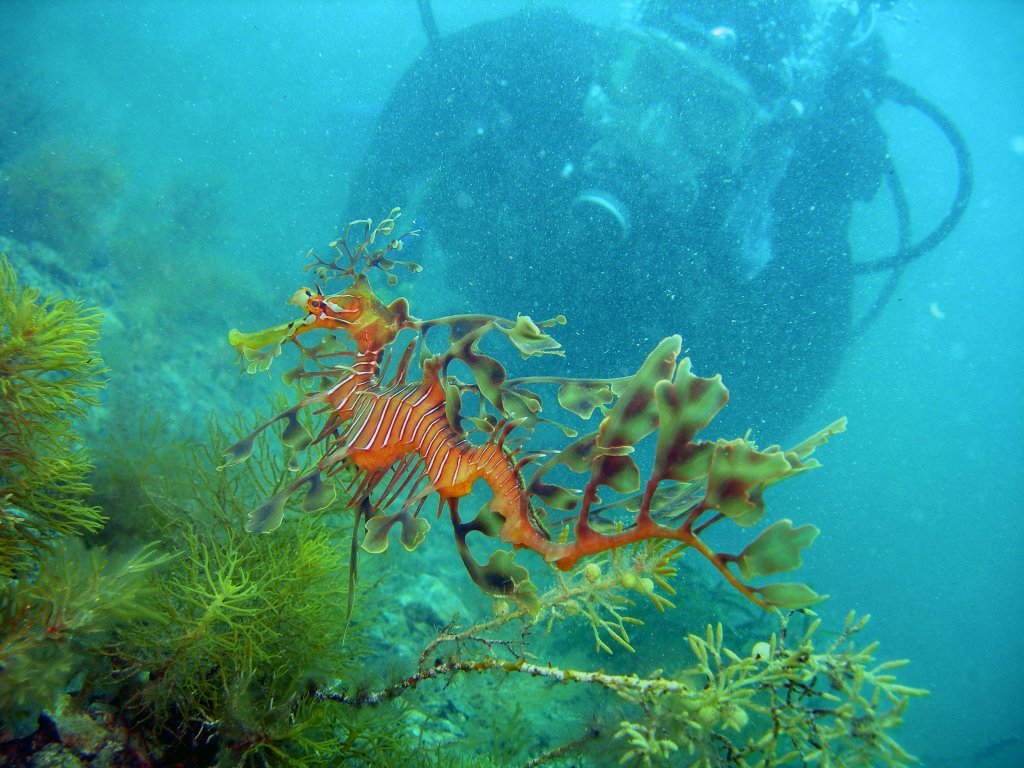 Diver photographing seadragon-credit Flinders University Underwater Club