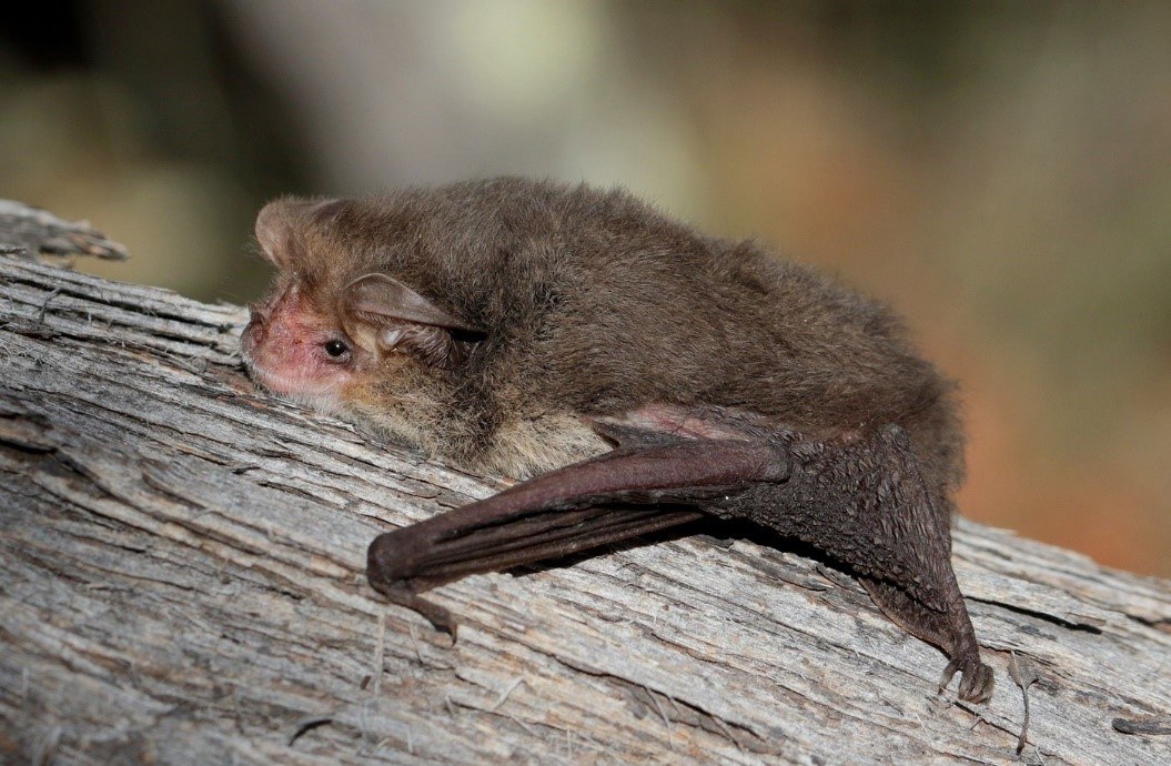 A lesser long-eared bat on a tree trunk.