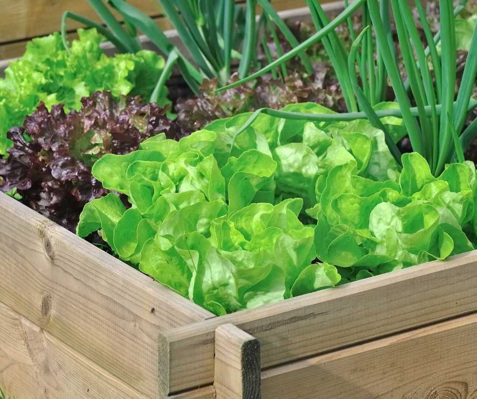 Eat local food - Green Adelaide