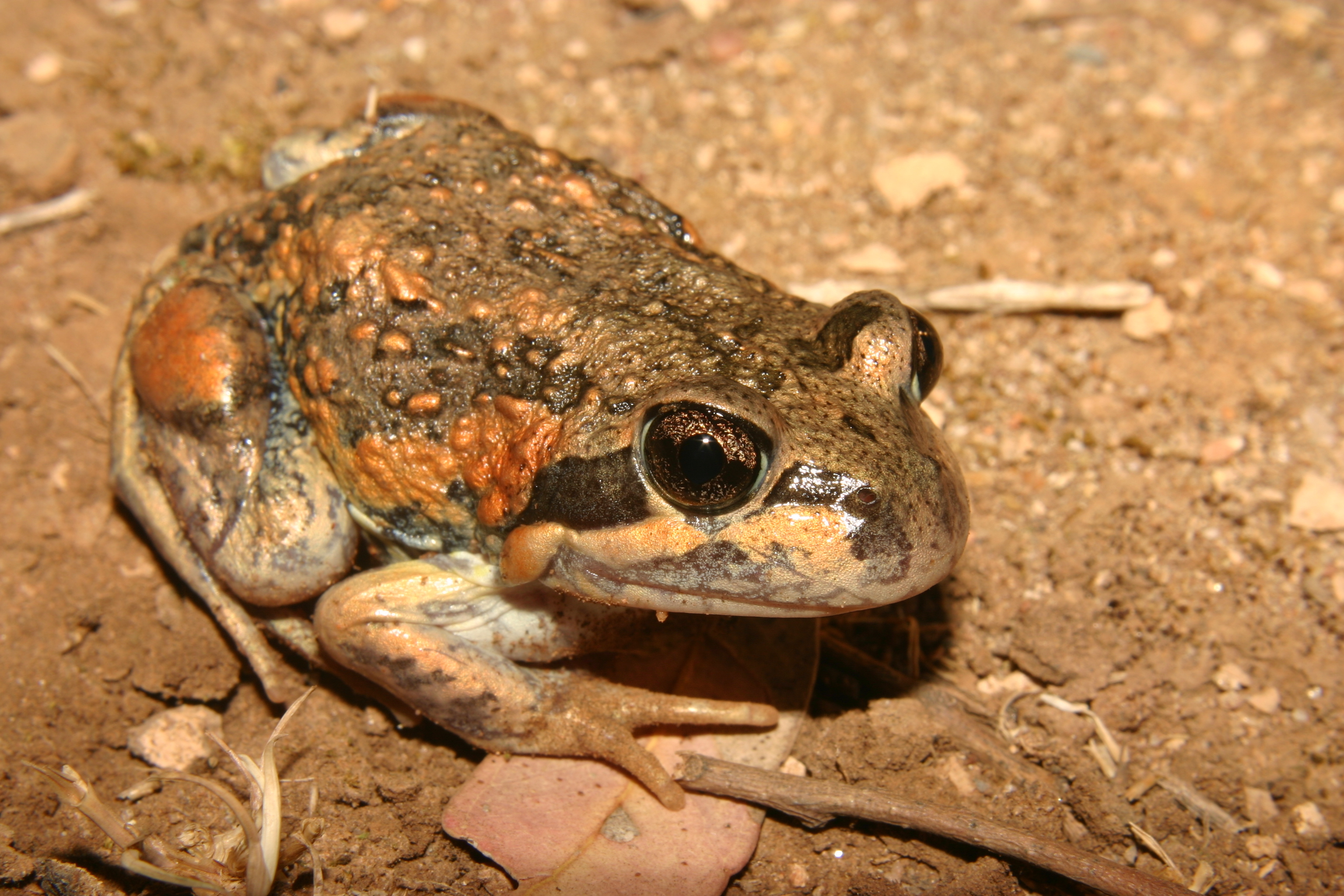 Eastern banjo frog-Steve Walker