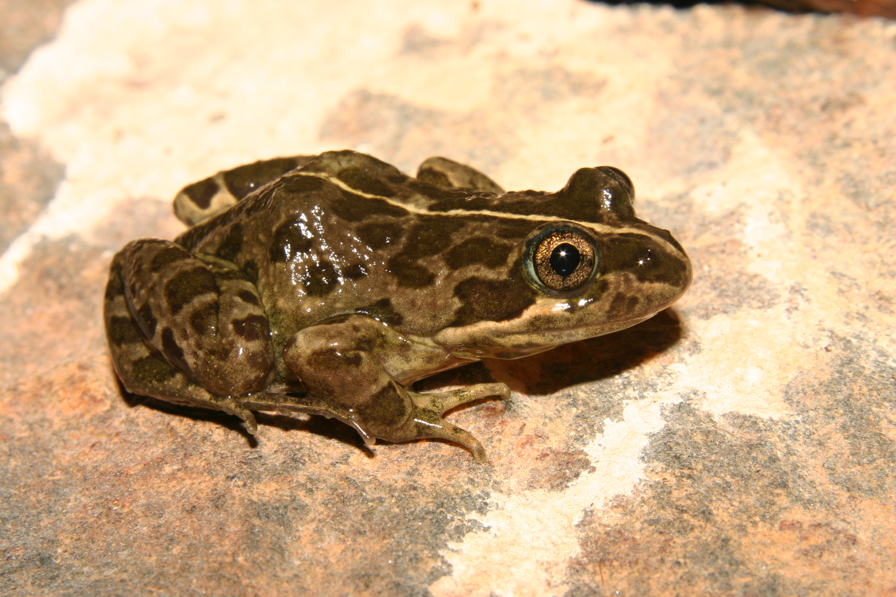 Spotted marsh frog