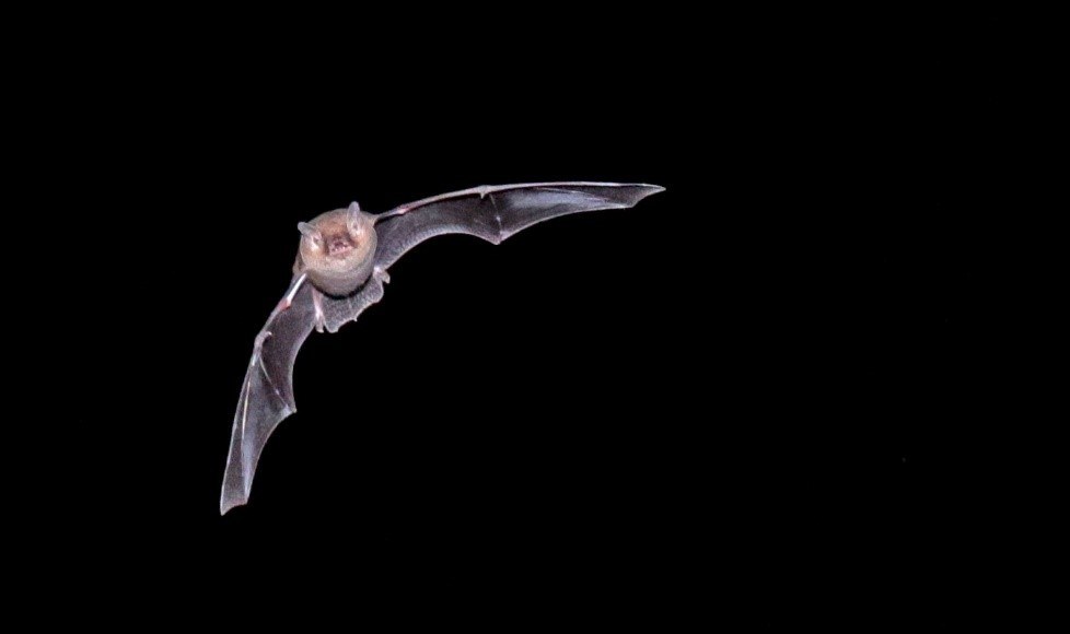 A little forest bat flying through the night sky. Photo: Martin Stokes.